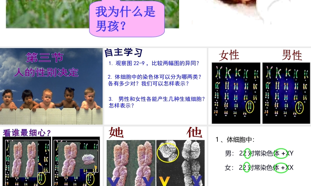 八年级生物下册 第八单元 生物的生殖、发育与遗传 第二十二章 生物的遗传和变异 第三节 人的性别决定课件3（新版）苏教版-（新版）苏教版初中八年级下册生物课件