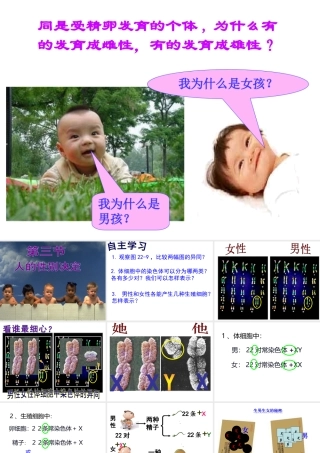 八年级生物下册 第八单元 生物的生殖、发育与遗传 第二十二章 生物的遗传和变异 第三节 人的性别决定课件3（新版）苏教版-（新版）苏教版初中八年级下册生物课件