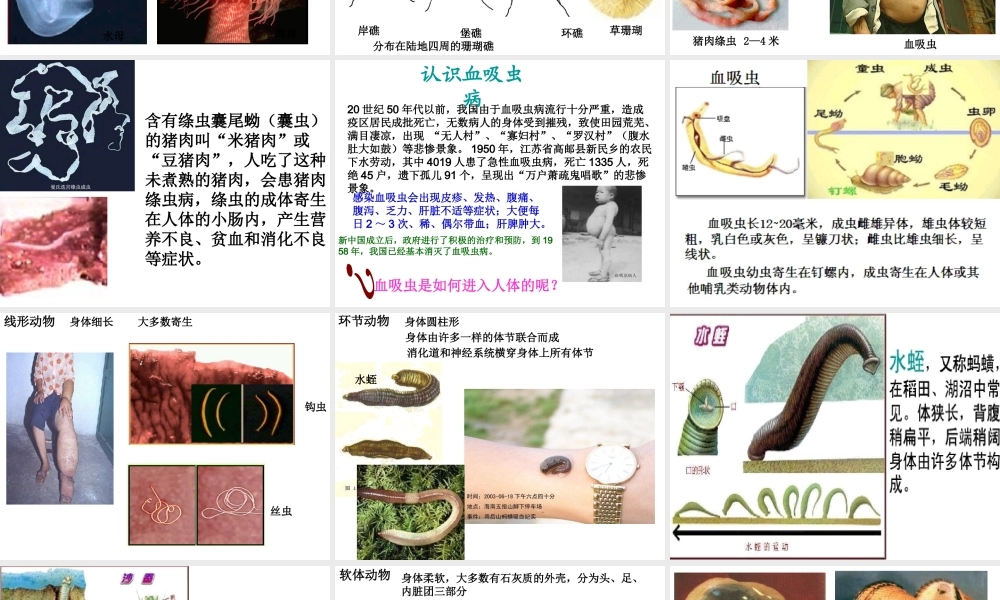 八年级生物下册 第22章 第四节 动物的主要类群课件3 （新版）北师大版