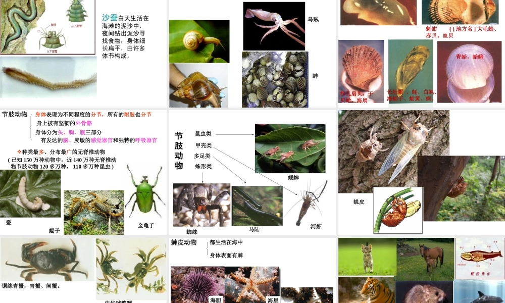 八年级生物下册 第22章 第四节 动物的主要类群课件3 （新版）北师大版