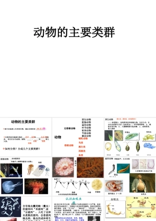 八年级生物下册 第22章 第四节 动物的主要类群课件3 （新版）北师大版