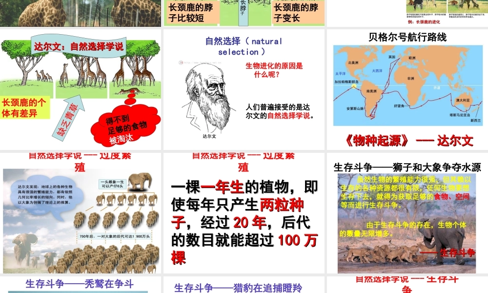 八年级生物下册 第6单元 第3章 第2节 生物的进化 生物进化的原因课件 （新版）冀教版-（新版）冀教级下册生物课件