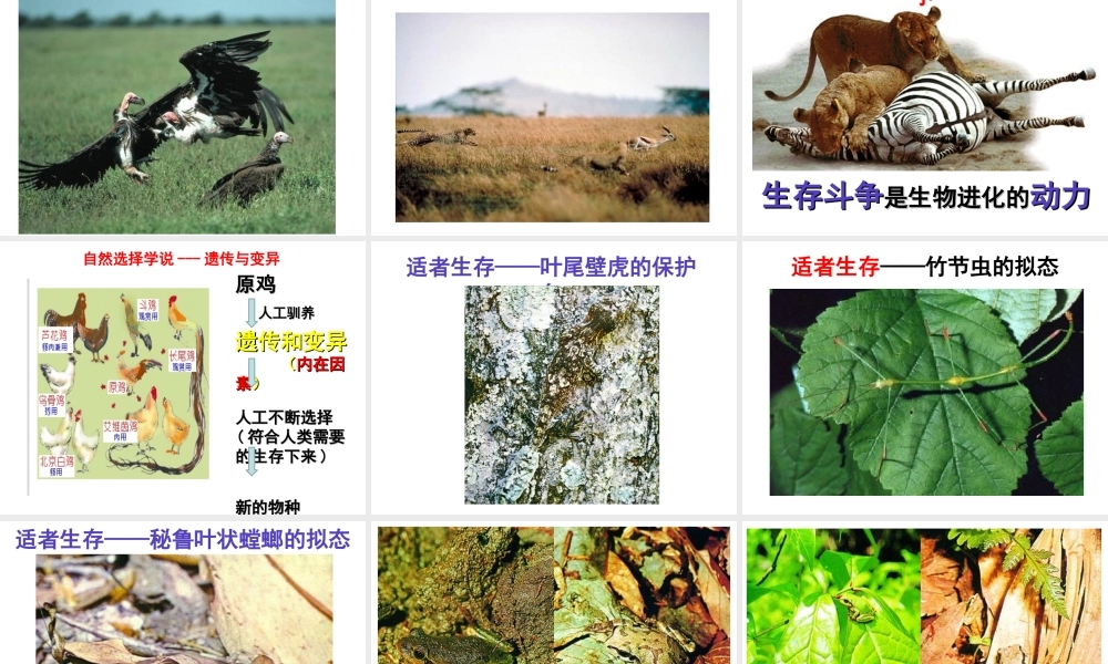 八年级生物下册 第6单元 第3章 第2节 生物的进化 生物进化的原因课件 （新版）冀教版-（新版）冀教级下册生物课件