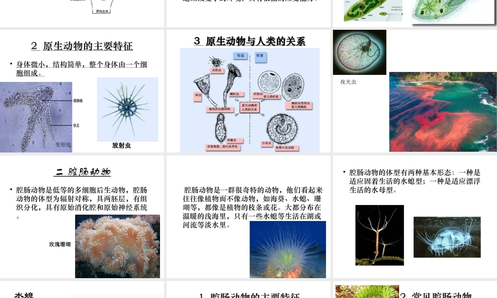 八年级生物下册 第22章 第四节 动物的主要类群课件4 （新版）北师大版