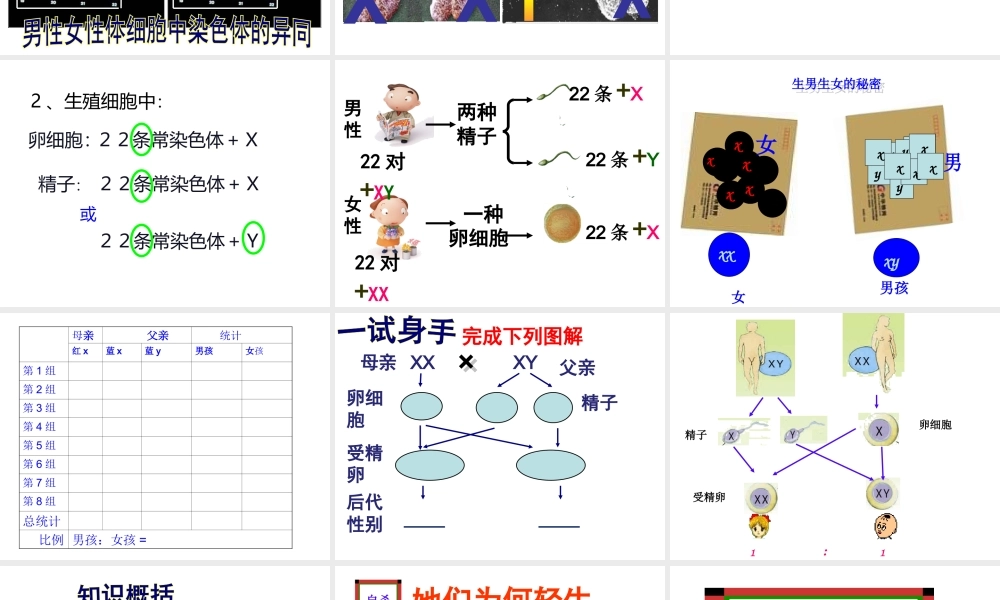 八年级生物下册 第八单元 生物的生殖、发育与遗传 第二十二章 生物的遗传和变异 第三节 人的性别决定课件3（新版）苏教版-（新版）苏教级下册生物课件