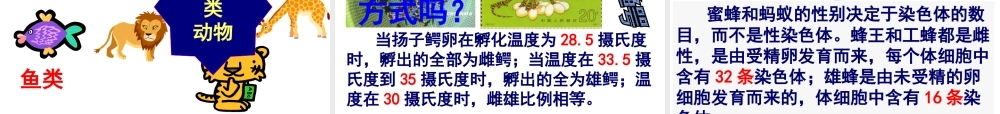 八年级生物下册 第八单元 生物的生殖、发育与遗传 第二十二章 生物的遗传和变异 第三节 人的性别决定课件3（新版）苏教版-（新版）苏教级下册生物课件