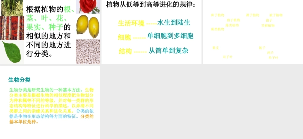 八年级生物下册 第22章 第一节 生物的分类课件1 （新版）北师大版