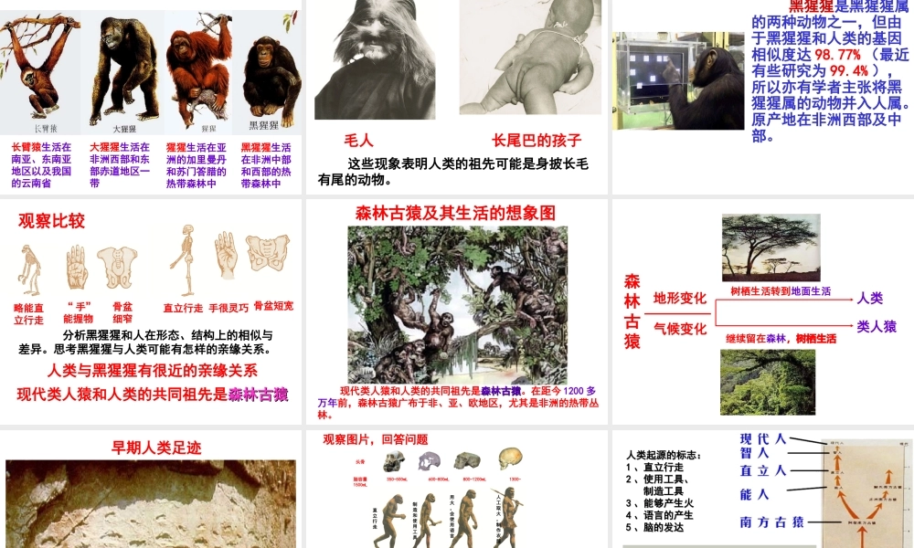 八年级生物下册 第6单元 第3章 第3节 人类的起源课件 （新版）冀教版-（新版）冀教版初中八年级下册生物课件