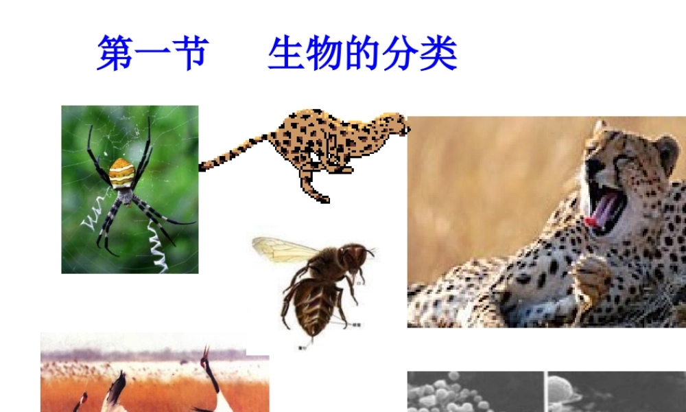 八年级生物下册 第22章 第一节 生物的分类课件2 （新版）北师大版