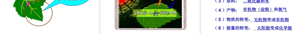 八年级科学上册 2.5光合作用课件 浙教版