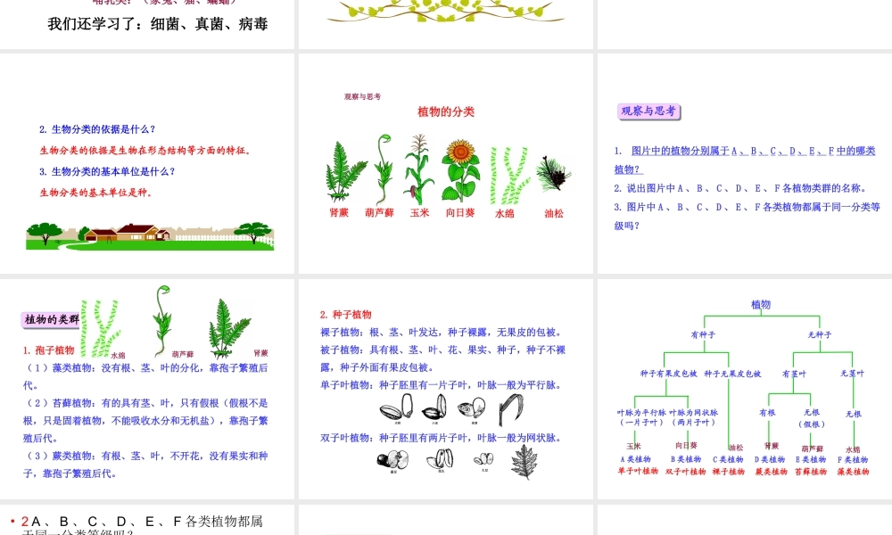 八年级生物下册 第22章 第一节 生物的分类课件4 （新版）北师大版