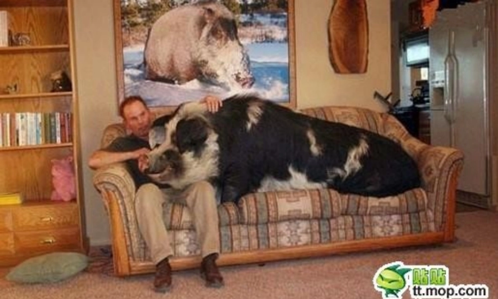 八年级生物下册 第6单元 第4章 现代生物技术课件 （新版）冀教版-（新版）冀教版初中八年级下册生物课件