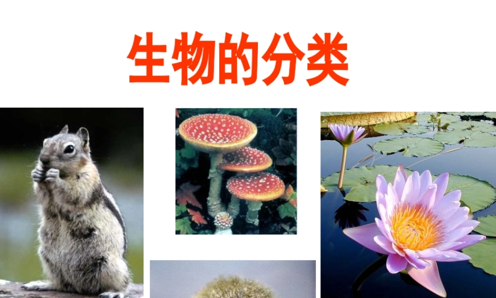 八年级生物下册 第22章第1节《生物的分类》课件 苏教版