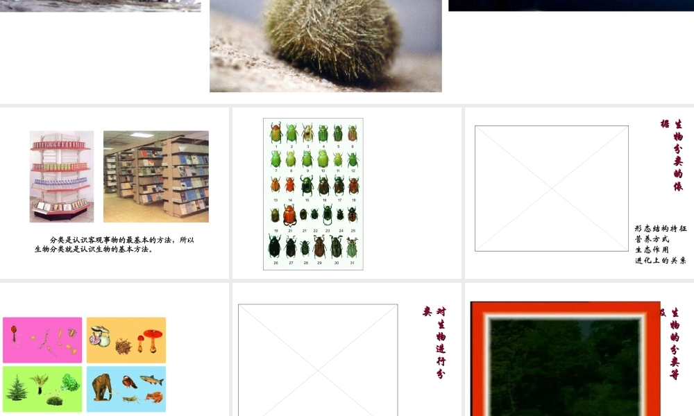 八年级生物下册 第22章第1节《生物的分类》课件 苏教版