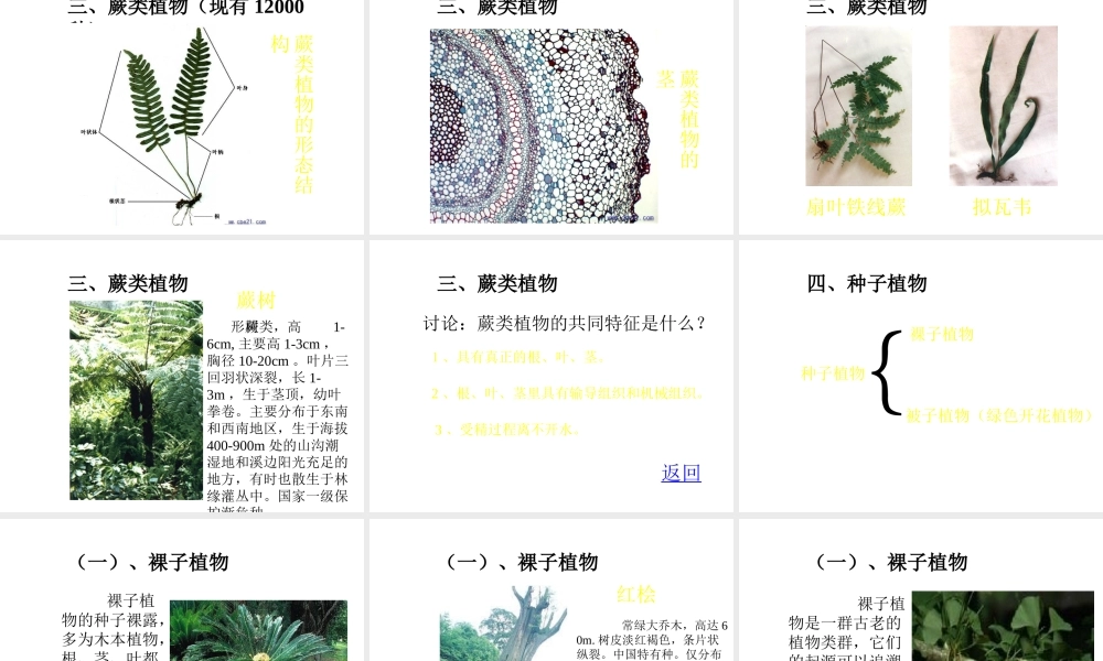 八年级生物下册 第22章第2节《五彩缤纷的植物世界》课件 苏教版