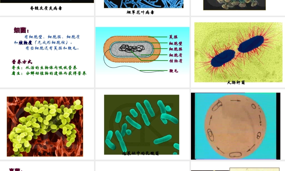 八年级生物下册 第22章第4节《神奇的微生物》课件 苏教版