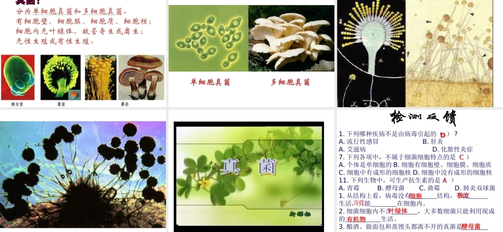 八年级生物下册 第22章第4节《神奇的微生物》课件 苏教版