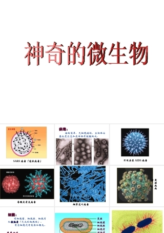 八年级生物下册 第22章第4节《神奇的微生物》课件 苏教版
