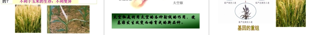 八年级生物下册 第八单元 生物的生殖、发育与遗传 第二十二章 生物的遗传和变异 第五节 生物的变异课件1（新版）苏教版-（新版）苏教级下册生物课件
