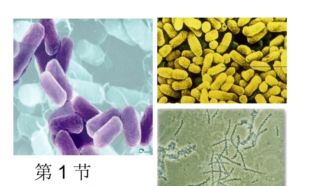 八年级生物下册 第23章 第1节 人体的免疫防线教学课件 苏科版-苏科级下册生物课件