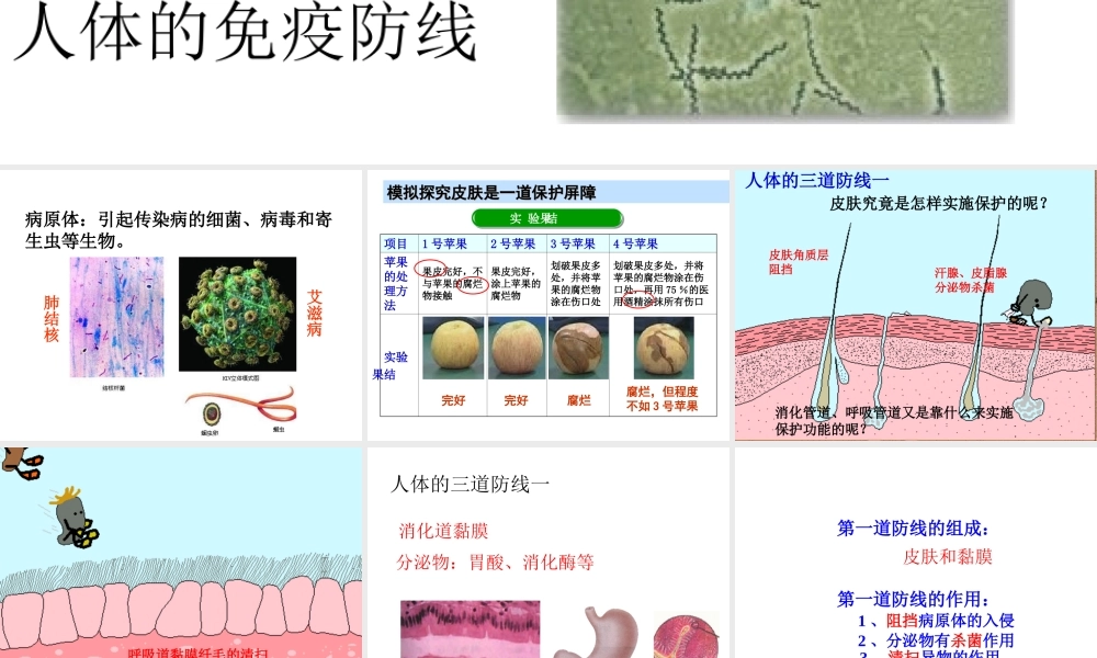 八年级生物下册 第23章 第1节 人体的免疫防线教学课件 苏科版-苏科级下册生物课件