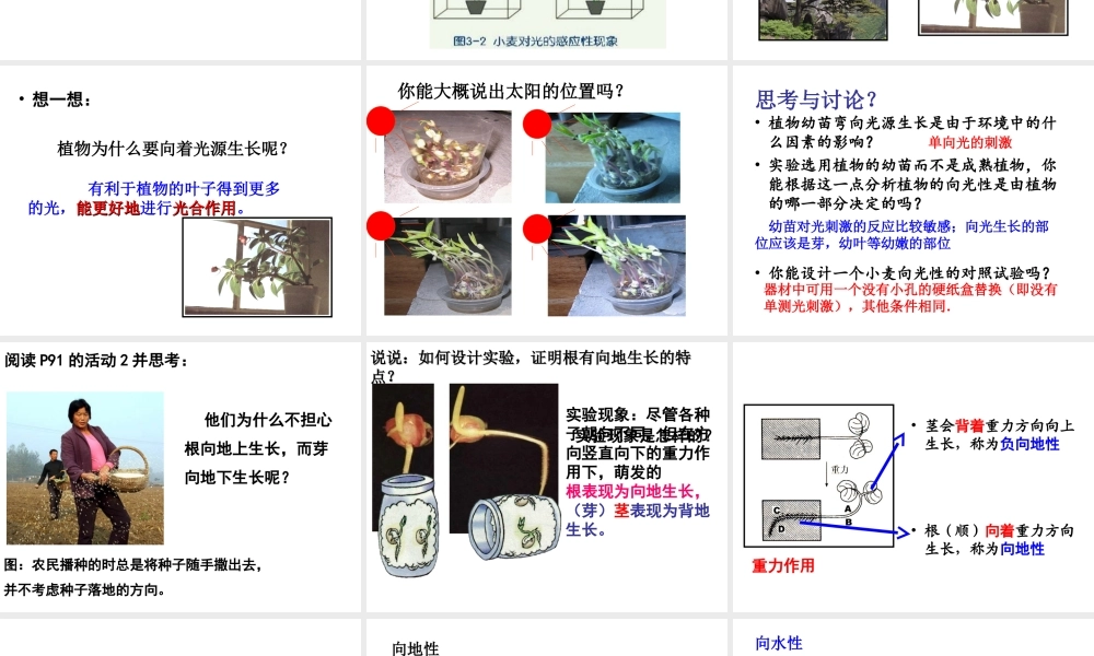 八年级科学上册 3.1 植物生命活动的调节（第1课时）课件 浙教版