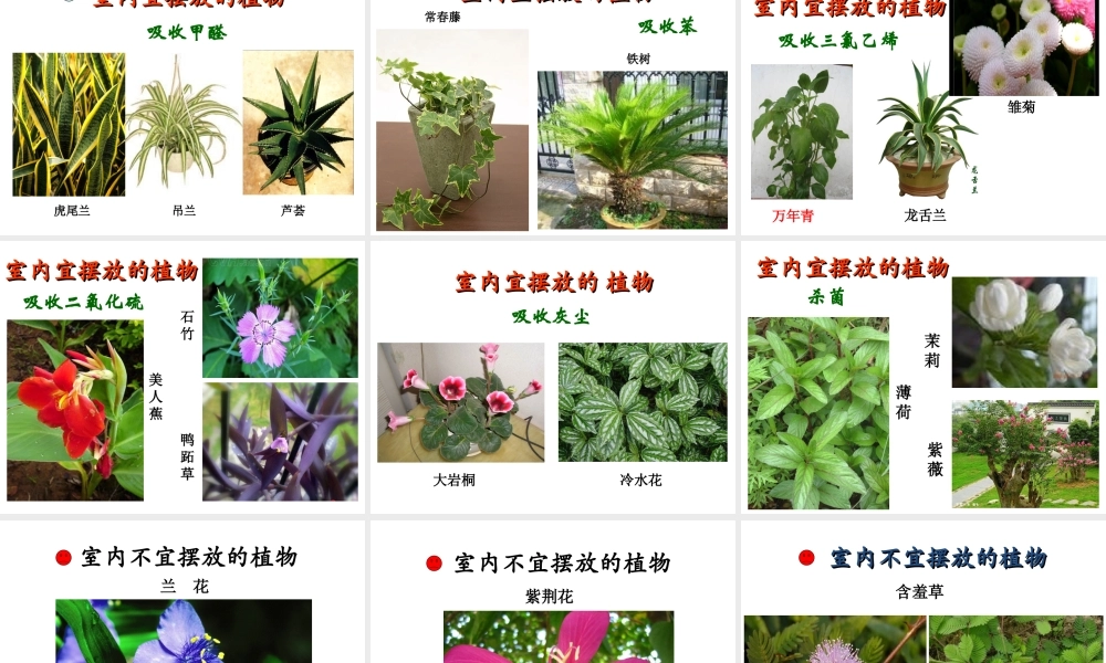 八年级生物下册 第6章 城市生态 6.2 城市居室环境课件 沪教版-沪教版初中八年级下册生物课件