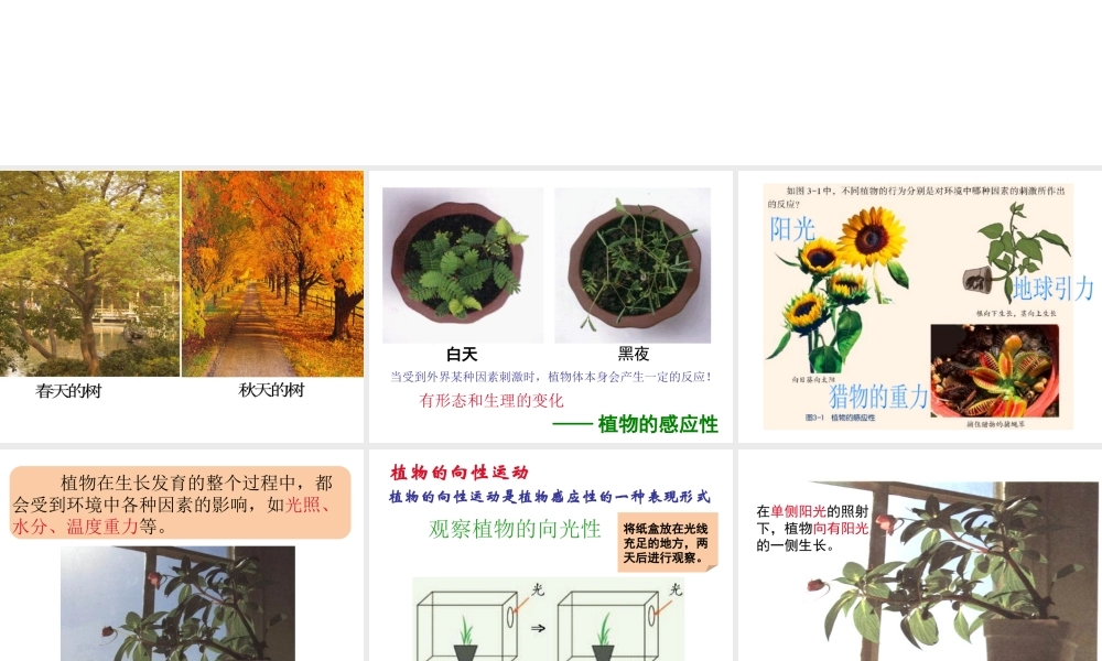 八年级科学上册 3.1 植物生命活动的调节课件2 浙教版-浙教版初中八年级上册自然科学课件