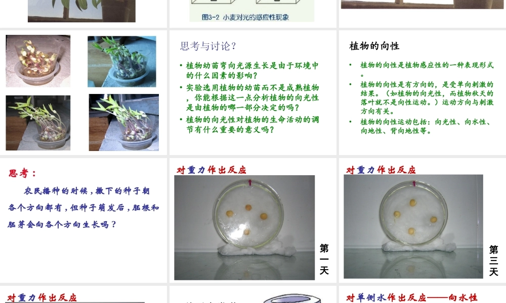 八年级科学上册 3.1 植物生命活动的调节课件2 浙教版-浙教版初中八年级上册自然科学课件