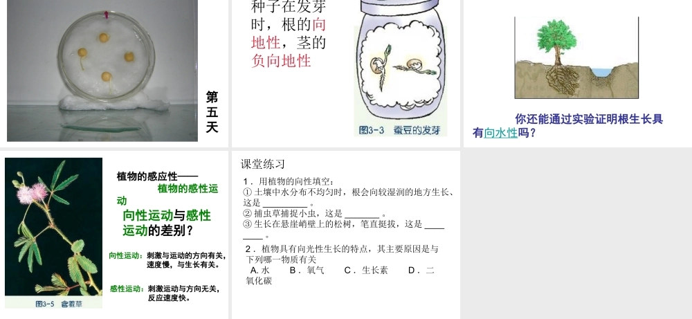 八年级科学上册 3.1 植物生命活动的调节课件2 浙教版-浙教版初中八年级上册自然科学课件