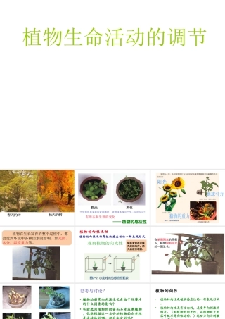 八年级科学上册 3.1 植物生命活动的调节课件2 浙教版-浙教版初中八年级上册自然科学课件