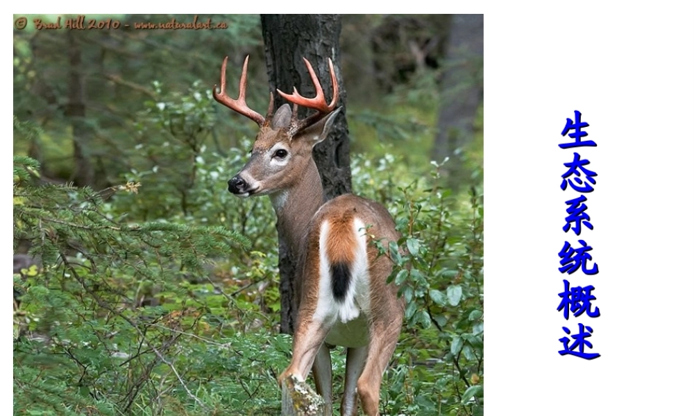 八年级生物下册 第23章 第1节 生态系统概述课件 北师大版-北师大版初中八年级下册生物课件