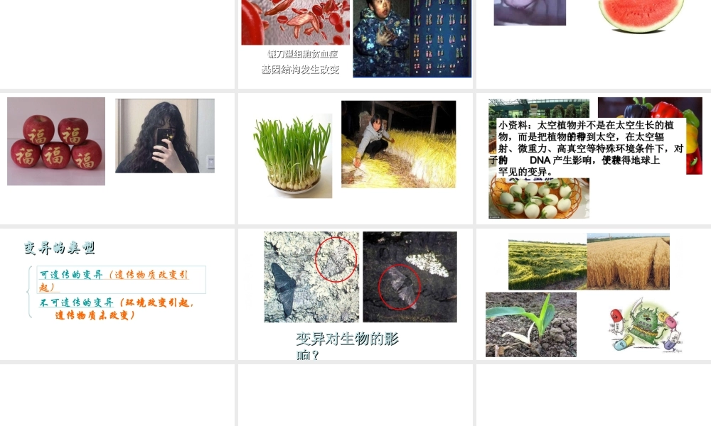 八年级生物下册 第八单元 生物的生殖、发育与遗传 第二十二章 生物的遗传和变异 第五节 生物的变异课件2（新版）苏教版-（新版）苏教级下册生物课件