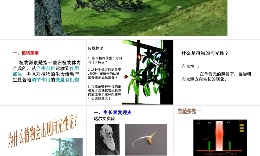 八年级科学上册 3.1 植物生命活动的调节课件3 浙教版-浙教版初中八年级上册自然科学课件