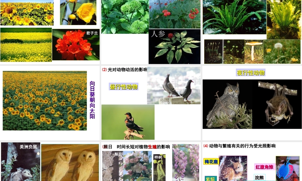 八年级生物下册 第7单元 第1章 第1节 环境对生物的影响 非生物因素对生物的影响课件 （新版）冀教版-（新版）冀教版初中八年级下册生物课件