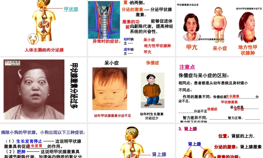 八年级科学上册 3.2 人体的激素调节（第一课时）课件 浙教版