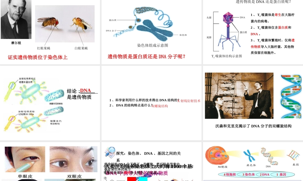 八年级生物下册 第八单元 生物的生殖、发育与遗传 第二十二章 生物的遗传和变异 第一节 DNA是主要的遗传物质课件1（新版）苏教版-（新版）苏教版初中八年级下册生物课件