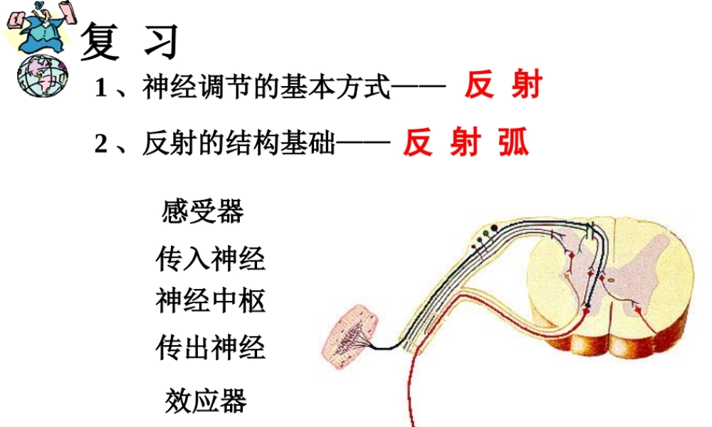 八年级科学上册 3.2 人体的激素调节课件1 浙教版-浙教版初中八年级上册自然科学课件