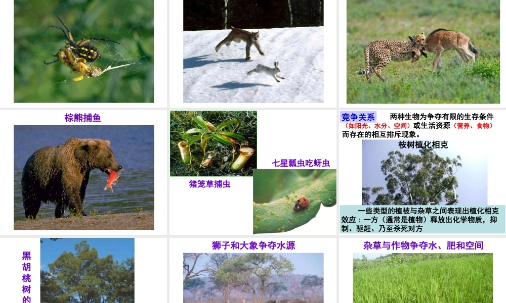 八年级生物下册 第7单元 第1章 第1节 环境对生物的影响 生物因素对生物的影响课件 （新版）冀教版-（新版）冀教版初中八年级下册生物课件