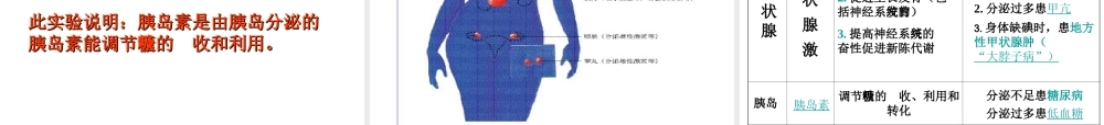 八年级科学上册 3.2 人体的激素调节课件3 浙教版-浙教版初中八年级上册自然科学课件