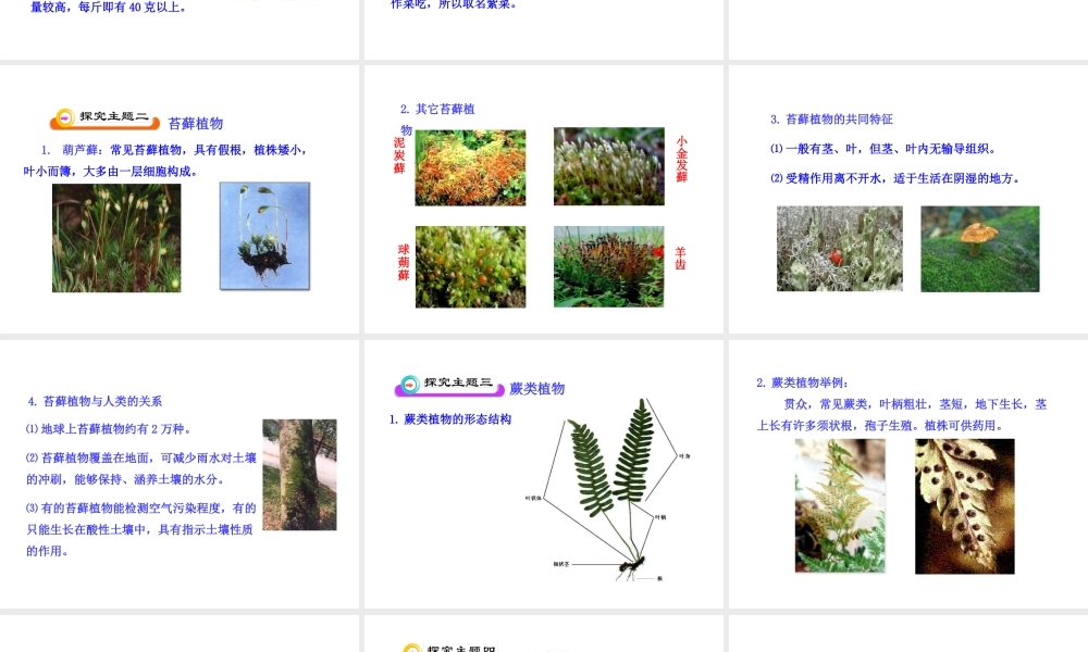 八年级生物下册 第9单元 第22章 第二节 五彩缤纷的植物世界课件 苏教版