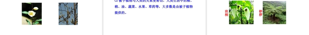 八年级生物下册 第9单元 第22章 第二节 五彩缤纷的植物世界课件 苏教版