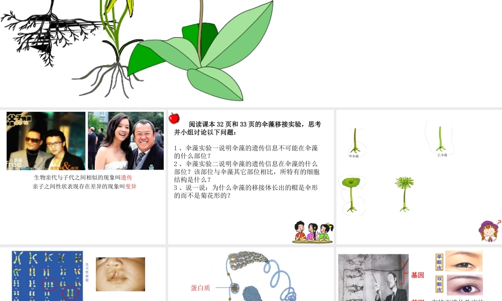 八年级生物下册 第八单元 生物的生殖、发育与遗传 第二十二章 生物的遗传和变异 第一节 DNA是主要的遗传物质课件2（新版）苏教版-（新版）苏教级下册生物课件