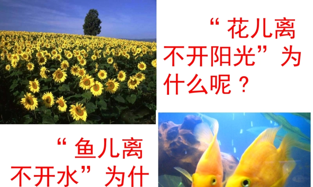 八年级生物下册 第7单元 第1章 第1节 环境对生物的影响 非生物因素对生物的影响课件 （新版）冀教版-（新版）冀教级下册生物课件