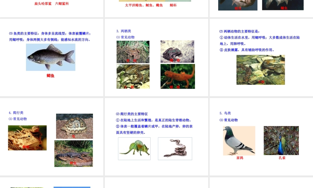 八年级生物下册 第9单元 第22章 第三节 千姿百态的动物世界（第2课时）课件 苏教版