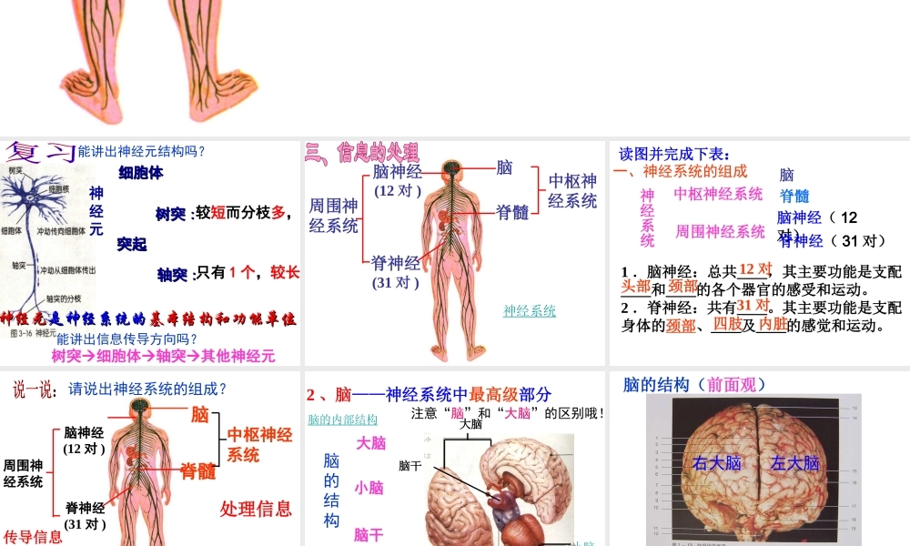 八年级科学上册 3.3 神经调节（第2课时）课件 浙教版
