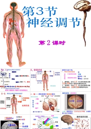 八年级科学上册 3.3 神经调节（第2课时）课件 浙教版