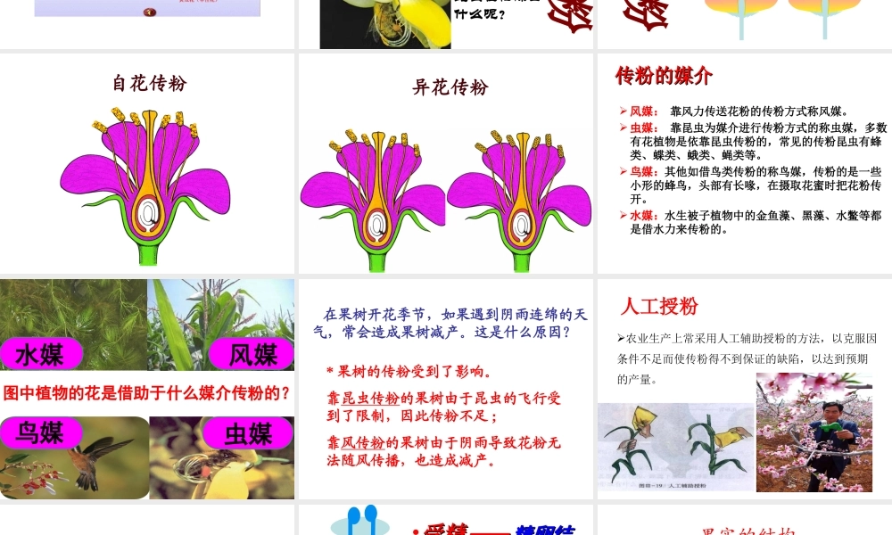 八年级生物下册 第八单元 生物的生殖、发育与遗传 第二十一章 生物的生殖与发育 第二节 植物的有性生殖课件（新版）苏教版-（新版）苏教级下册生物课件