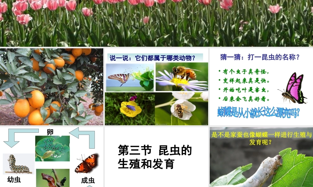 八年级生物下册 第八单元 生物的生殖、发育与遗传 第二十一章 生物的生殖与发育 第三节 昆虫的生殖与发育课件1（新版）苏教版-（新版）苏教版初中八年级下册生物课件