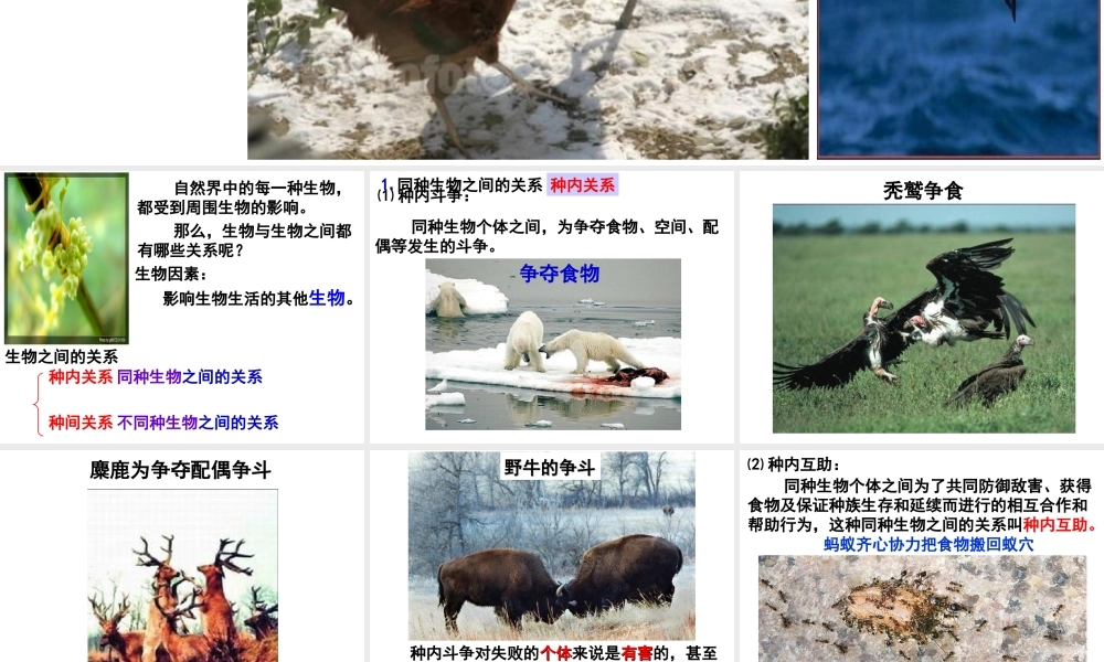 八年级生物下册 第7单元 第1章 第1节 环境对生物的影响 生物因素对生物的影响课件 （新版）冀教版-（新版）冀教级下册生物课件